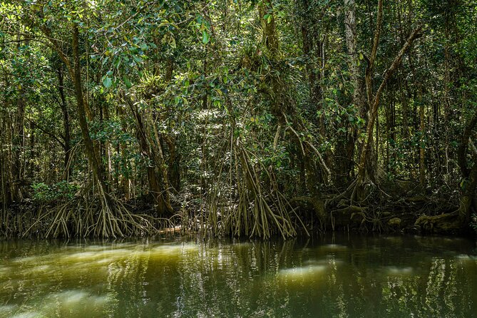 Morning Daintree Tour with River Cruise from Port Douglas - Mossman Gorge boardwalk: the 500m interpretive walk that actually feels doable