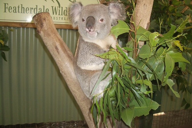 PRIVATE Blue Mountains Tour, Wildlife Park and River Cruise - Featherdale Wildlife Park (or Sydney Zoo) for Koalas and Kangaroos