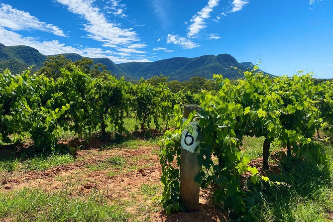 PRIVATE Blue Mountains Tour, Wildlife Park and River Cruise - Katoomba and Leura Town Breaks: Short, Useful, Not Exhausting