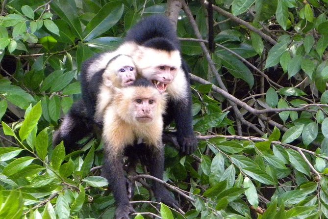 PRIVATE Palo Verde Boat Safari: Wildlife + Lunch Included - Private Palo Verde Boat Safari From Tamarindo: What 6 Hours Really Feels Like