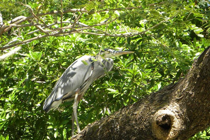 PRIVATE Palo Verde Boat Safari: Wildlife + Lunch Included - Palo Verde Riverboat Cruise: How You Get Close to Crocodiles, Monkeys, and Birds