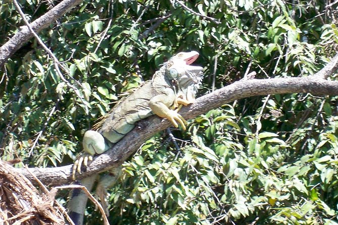 PRIVATE Palo Verde Boat Safari: Wildlife + Lunch Included - What Happens Before and After the Boat: Ortega Snacks, Bathroom Break, and Real Lunch
