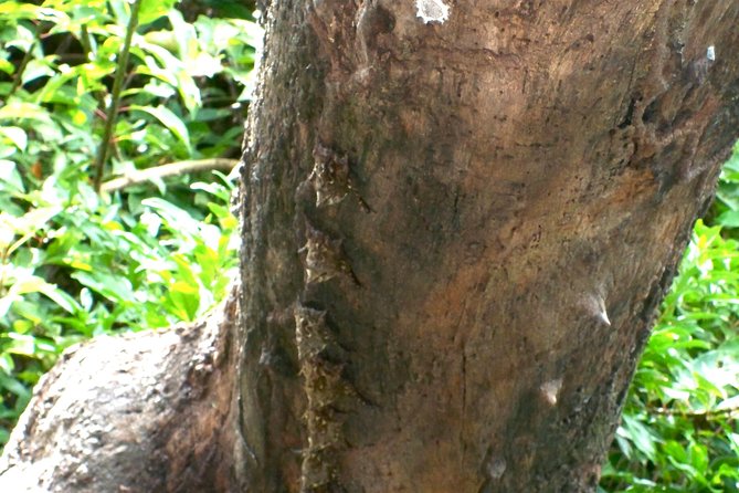 PRIVATE Palo Verde Boat Safari: Wildlife + Lunch Included - Guide Quality That You Can Feel: Eugene, Eliel, and The Close-Spotting Approach