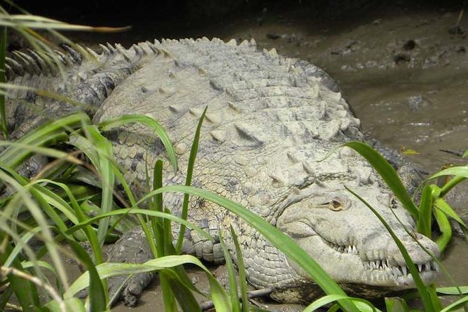 PRIVATE Palo Verde Boat Safari: Wildlife + Lunch Included - Price Check: Is $190 Worth It for This Private Boat Safari?