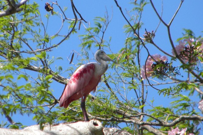 PRIVATE Palo Verde Boat Safari: Wildlife + Lunch Included - Who Should Book This Palo Verde Safari (And Who Might Want Another Day)