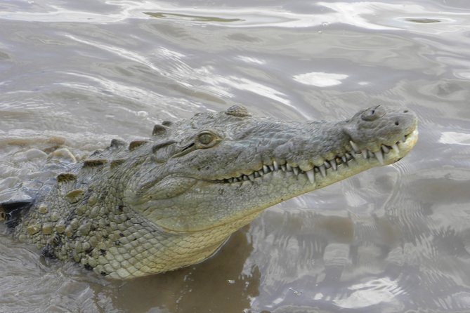 PRIVATE Palo Verde Boat Safari: Wildlife + Lunch Included - 7:30 AM Pickup and A Smooth Start With No Shared-Day Chaos