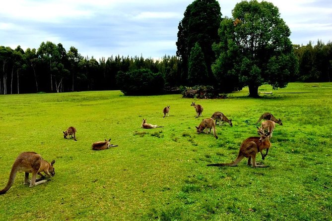 Private Tour Blue Mountains Day Adventure Wildlife + River Cruise - Private 4WD Blue Mountains + Wildlife + River Ferry: The Big Picture