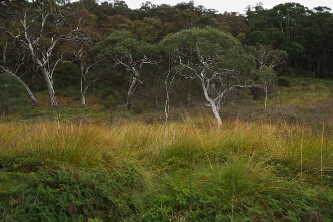Private Tour Blue Mountains Day Adventure Wildlife + River Cruise - Waterfalls and Optional Swimming: Plan for Wet Conditions