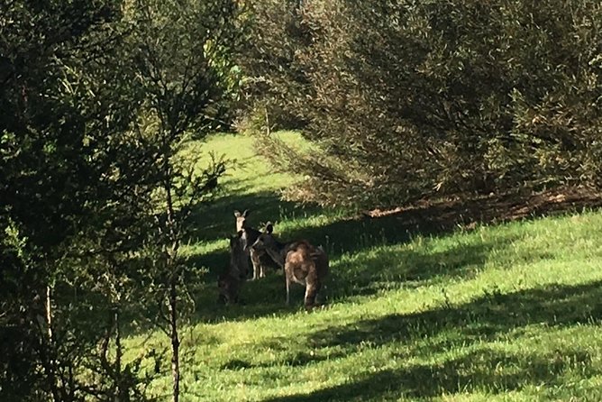 Private Tour Blue Mountains Day Adventure Wildlife + River Cruise - River Ferry Tickets: The Midday Mental Reset