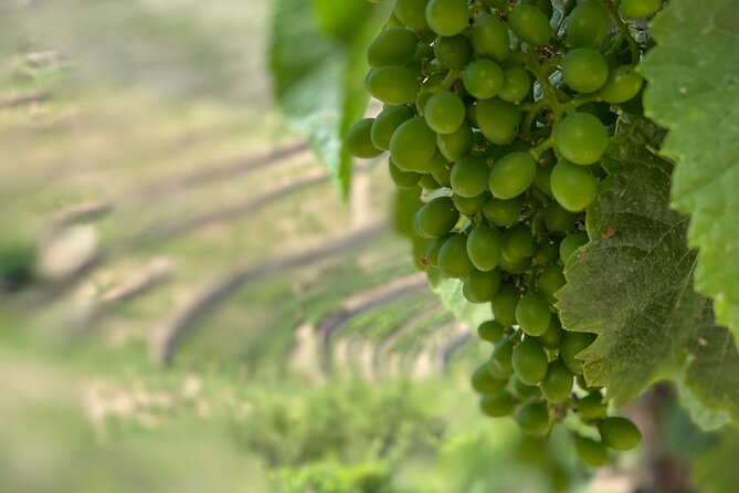 Private Tour From Porto To Douro Valley With River Boat Ride - Casal de Loivos village: wine plus olive oil tasting