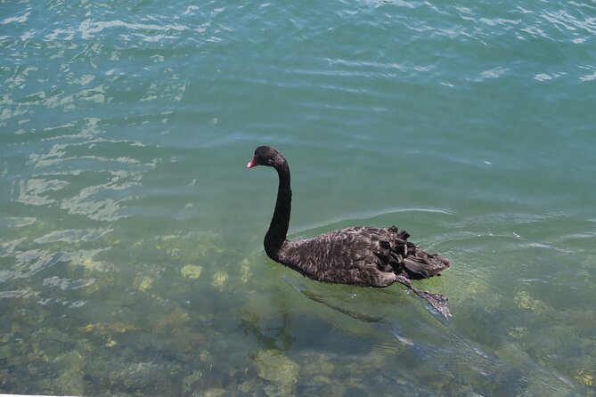 Surfers Paradise Sightseeing Midday River Cruise - Who This Cruise Suits Best (and Who Might Skip It)
