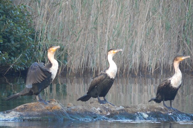 Touw River Boat Cruise - Wilderness National Park - Why This Touw River Cruise Works in Wilderness National Park