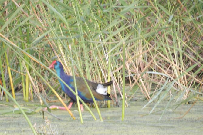 Touw River Boat Cruise - Wilderness National Park - Value Check: Is It Worth $17.25 Plus the Permit?